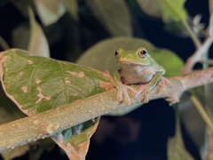 Zhangixalus taipeianus