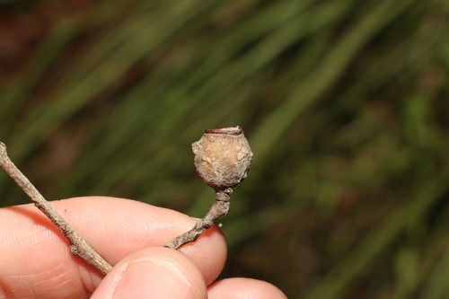 Corymbia citriodora