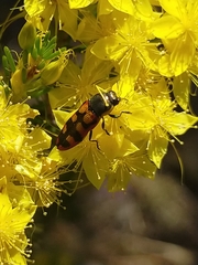 Castiarina pallidiventris