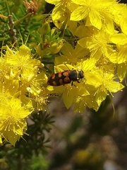 Castiarina pallidiventris
