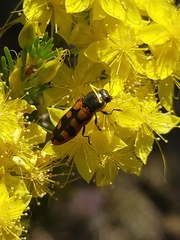 Castiarina pallidiventris