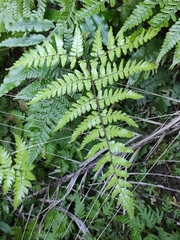 Dryopteris sordidipes