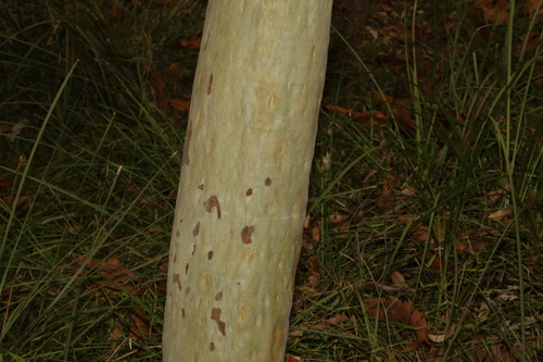 Corymbia citriodora