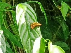 Odina hieroglyphica