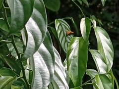 Odina hieroglyphica