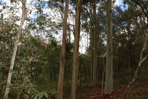 Corymbia citriodora