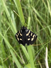 Phalaenoides tristifica