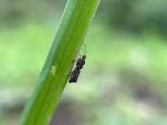 Acrolepiopsis sapporensis