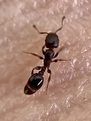 Temnothorax schaumii