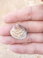 Gafrarium pectinatum