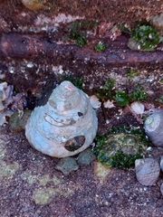 Astralium tentoriiforme