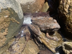 Ranoidea lesueuri