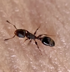 Temnothorax schaumii