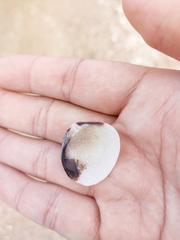 Gafrarium pectinatum