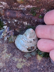 Astralium tentoriiforme