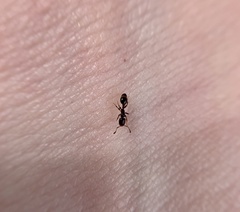 Temnothorax schaumii