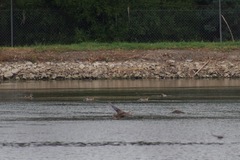 Malacorhynchus membranaceus