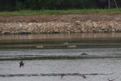 Malacorhynchus membranaceus