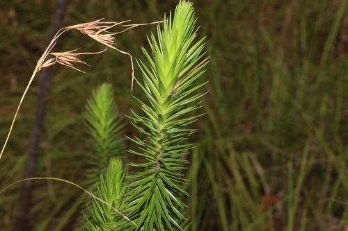 Image of Melichrus adpressus by (c) Greg Tasney, some rights reserved (CC BY-SA)