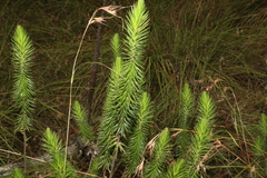 Melichrus adpressus