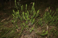 Melichrus adpressus