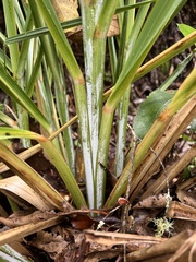 Austroderia fulvida