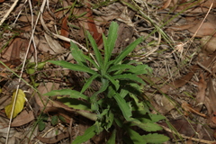 Erigeron sumatrensis