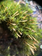 Ulota bruchii