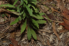Erigeron sumatrensis