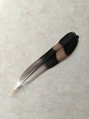 Lopholaimus antarcticus