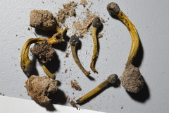 Tolypocladium capitatum