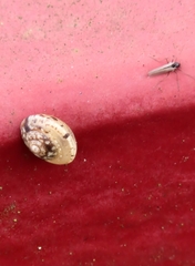 Hygromia cinctella