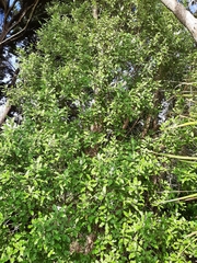 Olearia paniculata