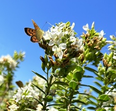 Lycaena