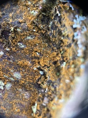 Trentepohlia