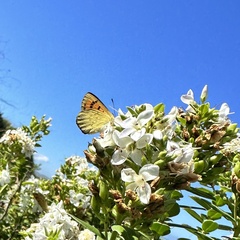 Lycaena