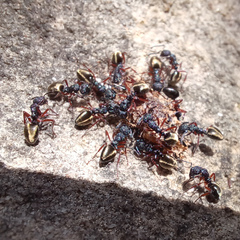 Dolichoderus scabridus