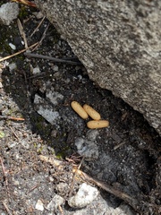 Euponera