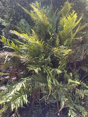 Blechnum minus