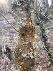 Trentepohlia