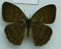 Cissia