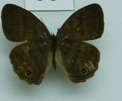 Cissia
