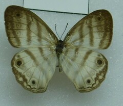 Euptychia