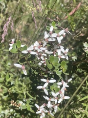 Olearia myrsinoides