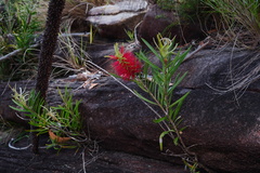 Melaleuca linearifolia