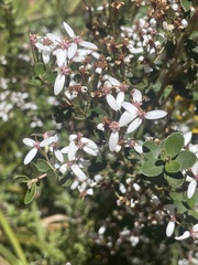 Olearia myrsinoides