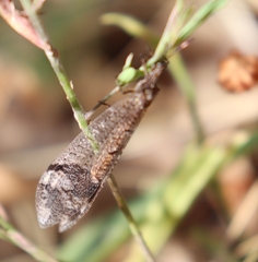 Glenoleon pulchellus