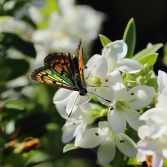 Lycaena