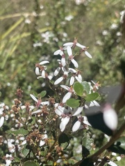 Olearia myrsinoides