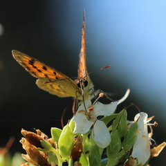 Lycaena